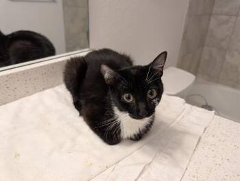 Balmorhea -  Domestic Short Hair Cat for Adoption in Fort Collins, Colorado - Balmorhea | PetCurious