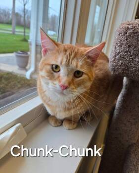 Domestic Short Hair Cats Available for Adoption - Chunk-Chunk | PetCurious