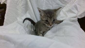 Domestic Short Hair Cats Available for Adoption in Doral, Florida - BATMAN | PetCurious