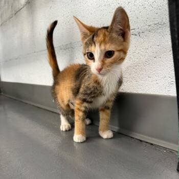Amy -  Domestic Short Hair Cat for Adoption in Roanoke, Virginia - Amy | PetCurious