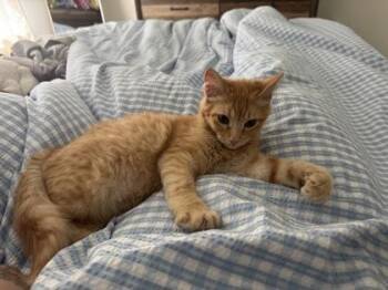 Domestic Short Hair Cats Available for Adoption in Fort Worth, Texas - Carlito | PetCurious