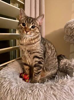 Trent -  Domestic Short Hair Cat for Adoption in Cumming, Georgia - Trent | PetCurious