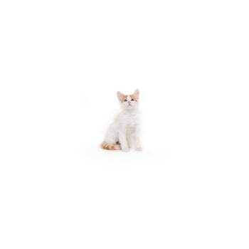 Garlic -  Domestic Short Hair Cat for Adoption in Los Angeles, California - Garlic | PetCurious