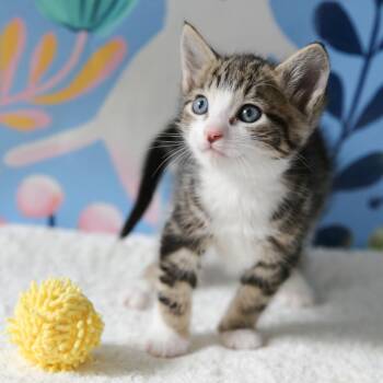 Uncle Rico -  Domestic Short Hair Cat Available for Adoption in Keizer, Oregon - Uncle Rico | PetCurious