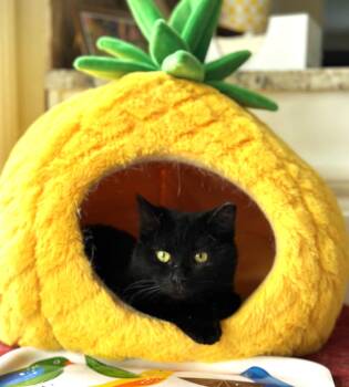 Domestic Short Hair Cats Available for Adoption - Tripp | PetCurious