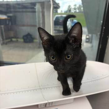 Lovie -  Domestic Short Hair Cat for Adoption in Columbiana, Alabama - Lovie | PetCurious