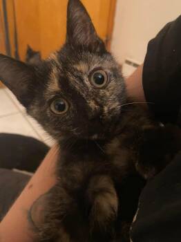 Houdini -  Domestic Short Hair Cat for Adoption in Belchertown, Massachusetts - Houdini | PetCurious