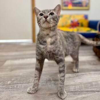 Campbell Clark -  Tabby and Domestic Short Hair Cat for Adoption in Friendswood, Texas - Campbell Clark | PetCurious