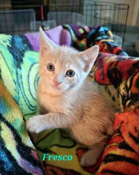 Fresco -  Domestic Short Hair Cat for Adoption in Rosenberg, Texas - Fresco | PetCurious