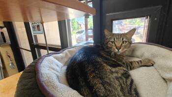 Domestic Short Hair Cats Available for Adoption in Cincinnati, Ohio - Velocipede | PetCurious