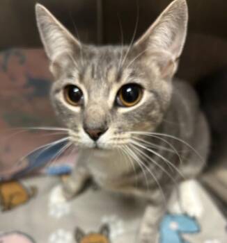 Drake (Mandrake) -  Domestic Short Hair Cat for Adoption in Oklahoma City, Oklahoma - Drake (Mandrake) | PetCurious