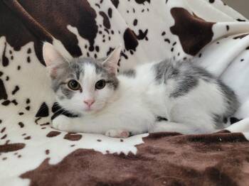 Leonardo -  Domestic Short Hair Cat for Adoption in Logan, Utah - Leonardo | PetCurious