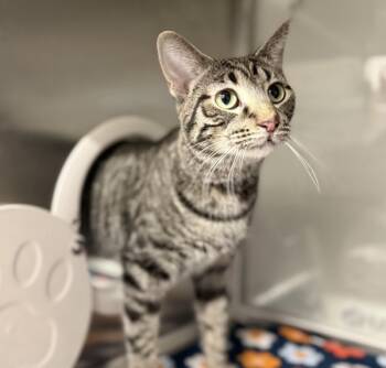 Rescue Domestic Short Hair Cats for Adoption in Sheboygan, Wisconsin - Daenerys | PetCurious