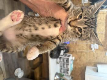 Pierogi -  Domestic Short Hair Cat for Adoption in Sneads Ferry, North Carolina - Pierogi | PetCurious