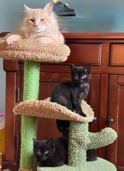 Roscoe (white collar) -  Domestic Short Hair Cat for Adoption - Roscoe (white Collar) | PetCurious