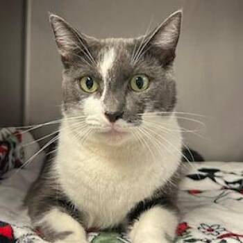 Chess Bar -  Domestic Short Hair Cat for Adoption in Knoxville, Tennessee - Chess Bar | PetCurious