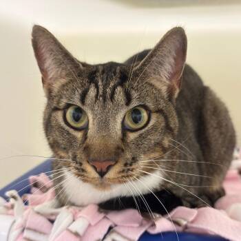 Domestic Short Hair Cats Available for Adoption - Legato | PetCurious