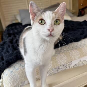 Eleanore -  Domestic Short Hair Cat for Adoption in Neenah, Wisconsin - Eleanore | PetCurious
