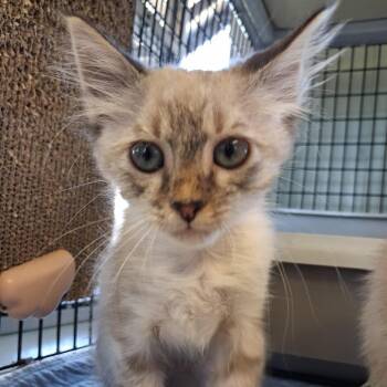 Bass -  American Shorthair Cat for Adoption in Freeport, Florida - Bass | PetCurious