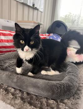 Rescue Domestic Medium Hair Cats for Adoption in Andover, Connecticut - Benjamin Button | PetCurious