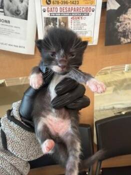 Cafe -  Domestic Short Hair Cat for Adoption in Chamblee, Georgia - Cafe | PetCurious