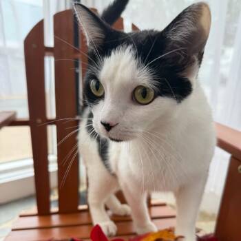Rescue Domestic Short Hair Cats for Adoption in Eaton Rapids, Michigan - Yazek Charm 55338 | PetCurious