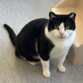 Rescue Domestic Short Hair Cats for Adoption in Port Washington, New York - George | PetCurious