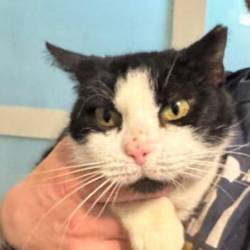 Rescue Domestic Short Hair Cats for Adoption in Inwood, West Virginia - SnowBall | PetCurious