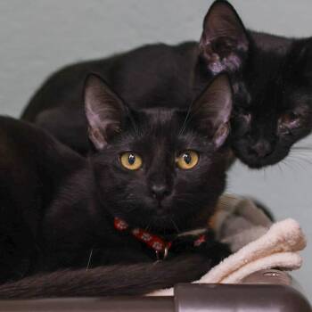 Happiness -  Domestic Short Hair Cat for Adoption in Los Angeles, California - Happiness | PetCurious