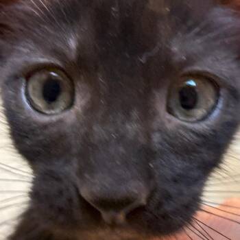 Orestes 17 -  Domestic Short Hair Cat for Adoption in Austin, Texas - Orestes 17 | PetCurious
