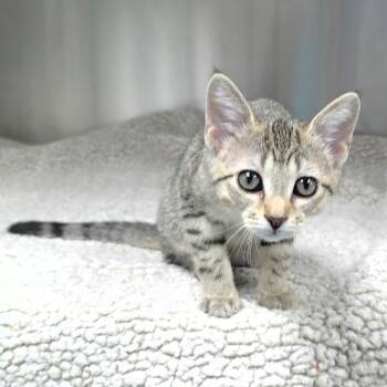 Dory -  Domestic Short Hair Cat for Adoption in Michigan City, Indiana - Dory | PetCurious