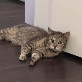 BBQ -  Domestic Short Hair Cat for Adoption in Evanston, Illinois - BBQ | PetCurious