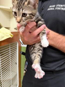 Opal -  Domestic Short Hair Cat for Adoption in Troy, Ohio - Opal | PetCurious