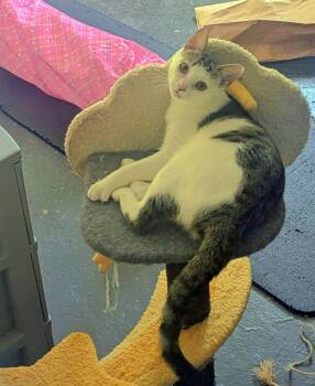 Rescue Domestic Short Hair Cats for Adoption - Topanga | PetCurious