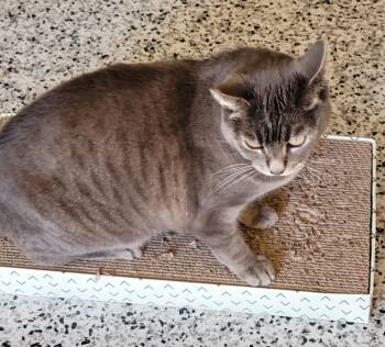 Domestic Short Hair and Russian Blue Cats Available for Adoption - Sukhi | PetCurious