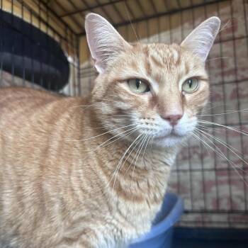 Domestic Short Hair Cats Available for Adoption in Huntington, New York - Shawn | PetCurious