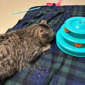 Domestic Short Hair Cats Available for Adoption in Fargo, North Dakota - Danny Purrito | PetCurious