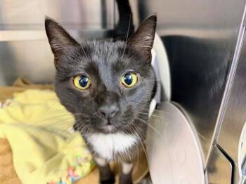Domestic Short Hair Cats Available for Adoption in Ames, Iowa - TILLY | PetCurious