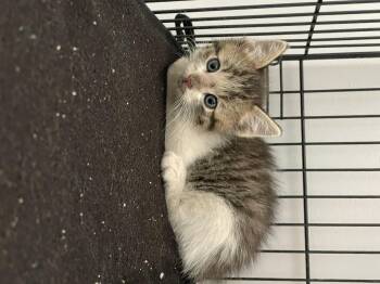 Farkle -  Domestic Medium Hair Cat for Adoption in Fruit Heights, Utah - Farkle | PetCurious