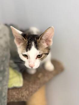 ZIPPY -  Domestic Short Hair Cat for Adoption in Algona, Iowa - ZIPPY | PetCurious
