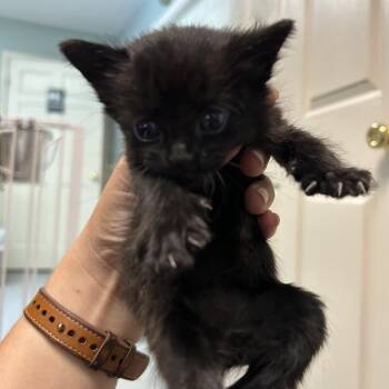 Flea -  Domestic Short Hair Cat for Adoption in Waynesville, North Carolina - Flea | PetCurious