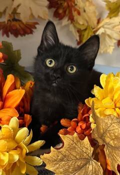 Rescue Domestic Short Hair Cats for Adoption in Stillwater, Oklahoma - 10/16/25 - Wendy | PetCurious