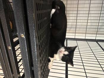 Rescue Domestic Short Hair Cats for Adoption in Tulsa, Oklahoma - Moo | PetCurious