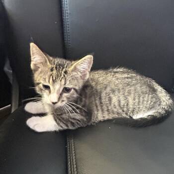 Basil (Freckles) -  Domestic Short Hair Cat for Adoption in Cedar Rapids, Iowa - Basil (Freckles) | PetCurious