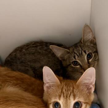 Caprino -  Domestic Short Hair Cat for Adoption in Salt Lake City, Utah - Caprino | PetCurious