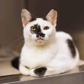 Rescue Domestic Short Hair Cats for Adoption in Atlanta, Georgia - Eleanor | PetCurious