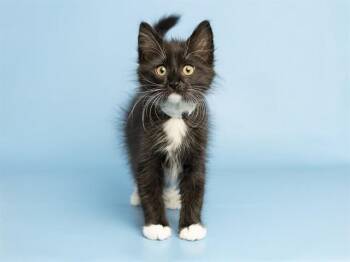 EDWIN -  Domestic Short Hair Cat for Adoption in Phoenix, Arizona - EDWIN | PetCurious