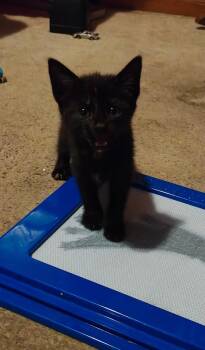 Rescue Domestic Short Hair Cats for Adoption in North Charleston, South Carolina - Mary | PetCurious