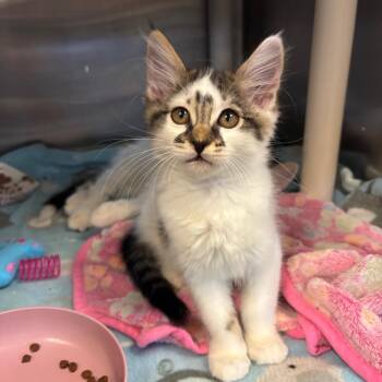 Jolene -  Domestic Medium Hair Cat for Adoption in Los Angeles, California - Jolene | PetCurious