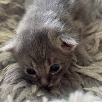 Mike -  Domestic Short Hair Cat for Adoption in North Port, Florida - Mike | PetCurious